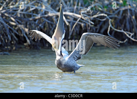 Un pellicano marrone (Pelicanus occidentalis) lotte di inghiottire un molto di pesci di grandi dimensioni Foto Stock