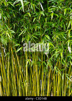 Gli steli di bambù cresce a John Hillier giardini, Romsey, Hampshire, Inghilterra. Foto Stock