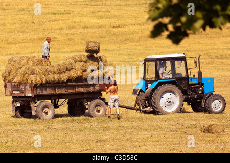 Raccolto in Galizia, Ucraina occidentale Foto Stock