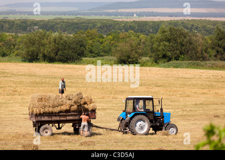 Raccolto in Galizia, Ucraina occidentale Foto Stock