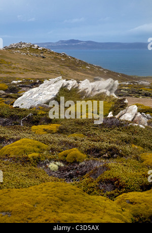 West Point Island, Falklands Foto Stock