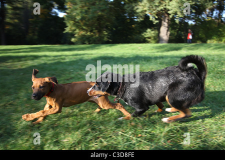 Un Ridgeback cucciolo giocando con un cane adulto Foto Stock