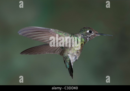 Immaturo magnifico maschio Hummingbird sospeso in aria Foto Stock