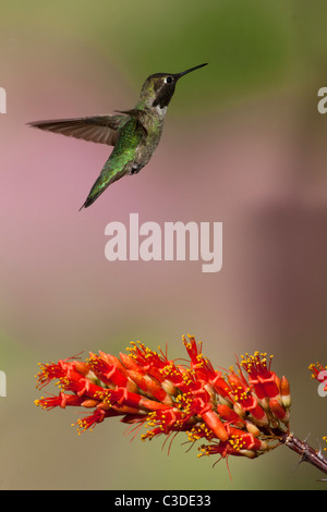 Maschio di Allen Hummingbird sorvolano Blooming Ocotillo Foto Stock