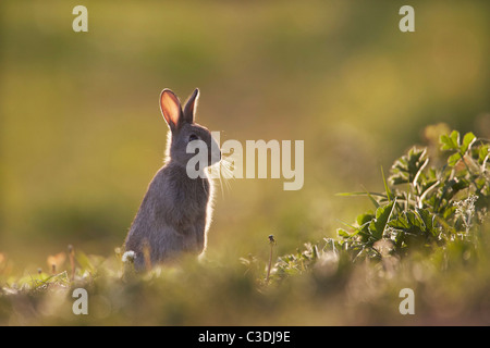 Coniglio giovane, oryctolagus cuniculus in piedi sulla schiena gambe retroilluminato in un prato, East Yorkshire, Regno Unito Foto Stock