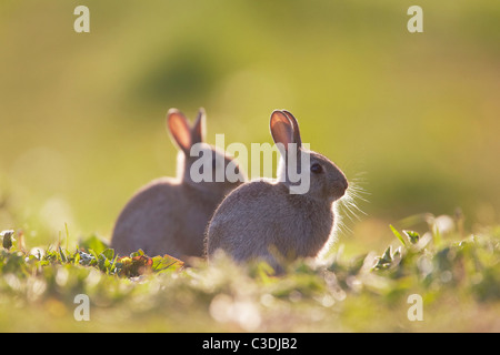 Due conigli giovani, oryctolagus cuniculus retroilluminato in un prato, East Yorkshire, Regno Unito Foto Stock