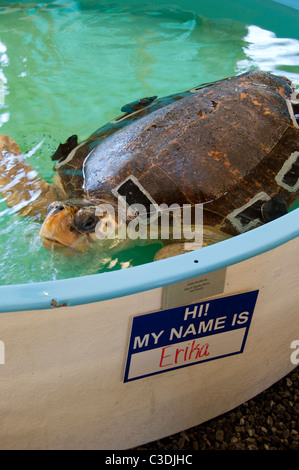 La Georgia, Jekyll Island. La Georgia Sea Turtle Center, Turtle hospital. Feriti tartaruga Caretta caretta). Foto Stock