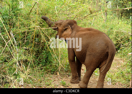 Elephant godendo della libertà e habitat naturale della Valle di elefante, Sen Monorom, zone di Mondulkiri Provincia, Cambogia Foto Stock