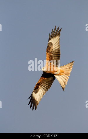 Nibbio reale Milvus milvus soaring con diffusione ali contro il cielo blu, Gigrin Farm, Rhayader, Wales, Regno Unito, novembre 2010. Foto Stock