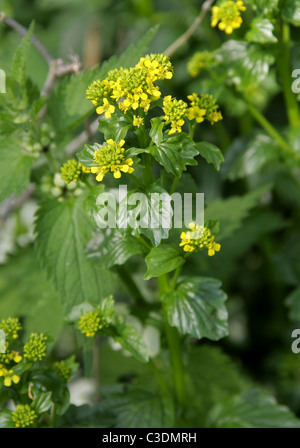 Wintercress comune, Barbarea vulgaris, Brassicaceae (Cruciferae), noto anche come razzo giallo. Foto Stock