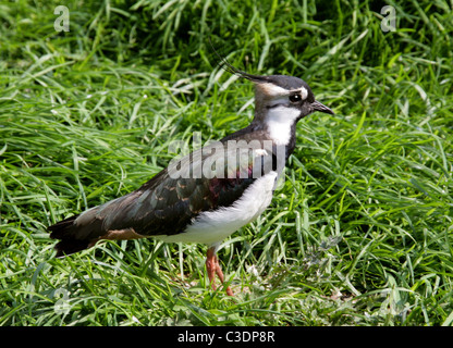 Pavoncella, Vanellus vanellus, Charadriidae. Noto anche come Peewit o verde Plover. Foto Stock