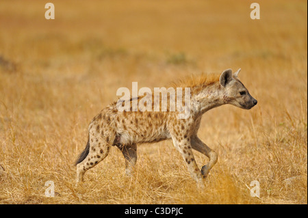 Spotted hyena (Crocuta crocuta) noto anche come ridere iena nel Masai Mara, Kenya Foto Stock