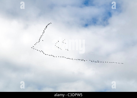 Grande gregge di oche in volo in formazione V, Durness Scozia Scotland Foto Stock