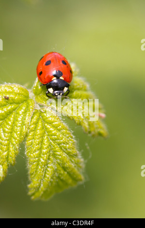 Una coccinella su una foglia stretta fino Foto Stock