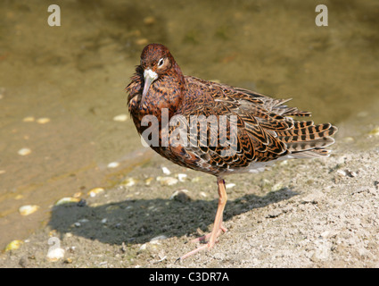 Ruff, Philomachus pugnax, Scolopacidae. Wader, aprile, Norfolk. Foto Stock