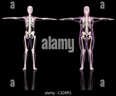 3D rende di due scheletri femmina uno sottile e uno in sovrappeso Foto Stock