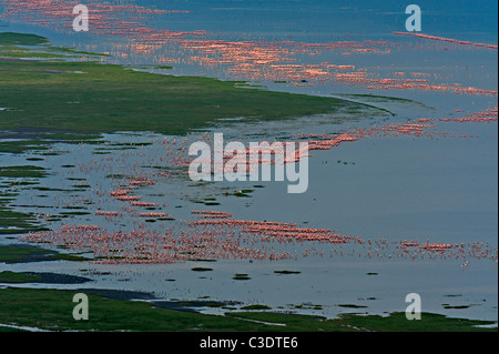 Ariel vista dei fenicotteri in Lake Nakuru, Kenya Foto Stock