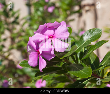 Madagascar Rosy pervinca Catharanthus roseus Apocynaceae è utilizzato per molte qualità herball Foto Stock