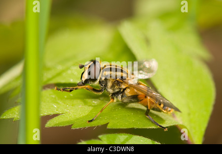 Helophilus pendulus Foto Stock