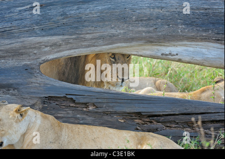 Leone maschio sbirciando attraverso un registro caduti nel Masai Mara, Kenya, Africa Foto Stock