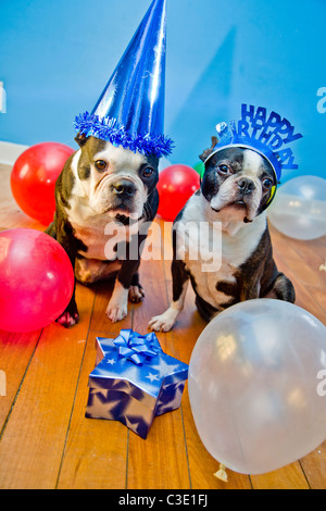 Cani da festa con cappelli e palloncini Foto Stock