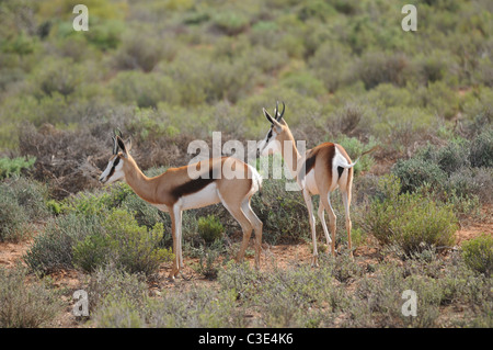 Springbok in semi-deserto, Sanbona, Sud Africa Foto Stock