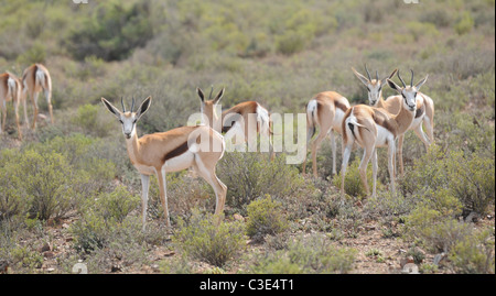 Springbok in semi-deserto, Sanbona, Sud Africa Foto Stock