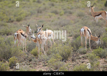 Springbok in semi-deserto, Sanbona, Sud Africa Foto Stock