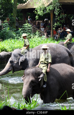 Gli elefanti e i loro formatori di eseguire in occasione di una mostra a Singapore Zoo Foto Stock