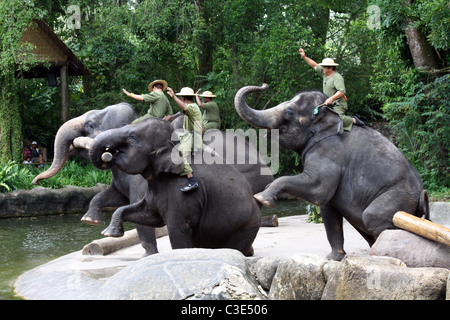 Le prestazioni dell'elefante a Singapore Zoo Foto Stock
