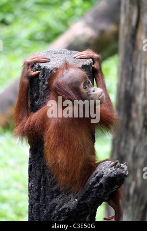 Baby Orangutan seduto su un albero a Singapore Zoo Foto Stock