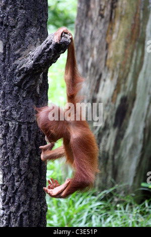 Baby Orangutan appeso a un albero a Singapore Zoo Foto Stock