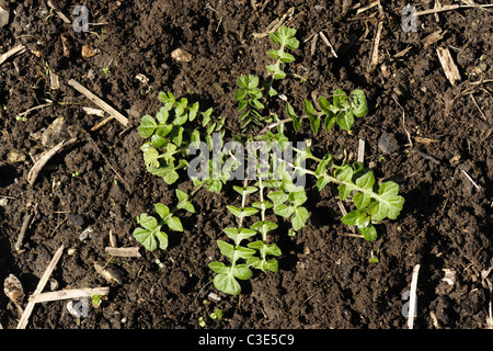 Pastori portamonete (Capsella bursa pastoris-) pianta giovane Rosetta su un suolo Foto Stock
