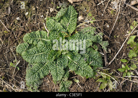 Una foglia di rosette (teasel Dipsacus fullonum) in primavera Foto Stock