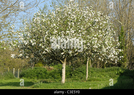 Una scoperta melo in piena fioritura in primavera, Devon Foto Stock