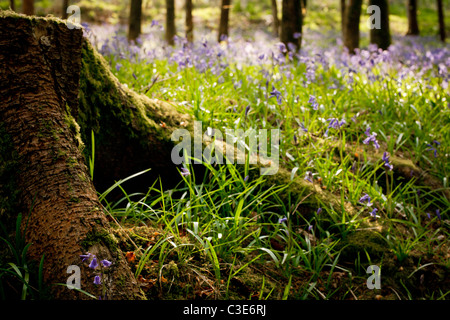 Ceppo di albero in legno bluebell Foto Stock