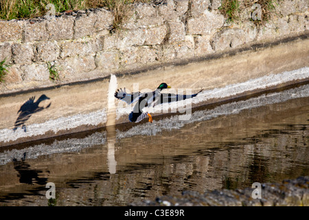 Mallard duck sbarcano su acqua skegness lincolnshire Foto Stock