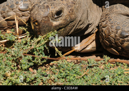 Close up foto di Leopard tartaruga, rettile, fauna selvatica, Sud Africa Foto Stock