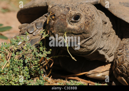 Close up foto di Leopard tartaruga, rettile, fauna selvatica, Sud Africa Foto Stock