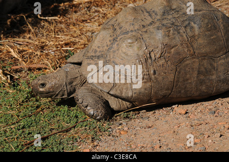 Close up foto di Leopard tartaruga, rettile, fauna selvatica, Sud Africa Foto Stock