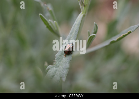 Il rosmarino BEETLE su una foglia di salvia Foto Stock