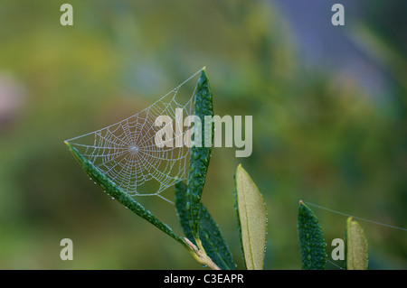 Una piccola tela di ragno tra due foglie di un albero di olivo Foto Stock