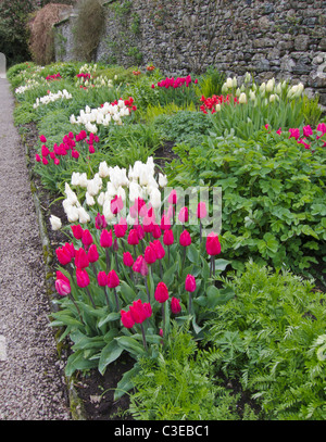 Flower confine con i tulipani, Giardino Inglese, Inghilterra, Regno Unito. Foto Stock