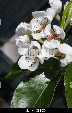 fiore della pera Foto Stock