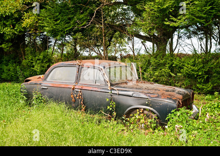 Abbandonato anni sessanta francese della Peugeot 403 4 porte berlina familiare auto. Foto Stock