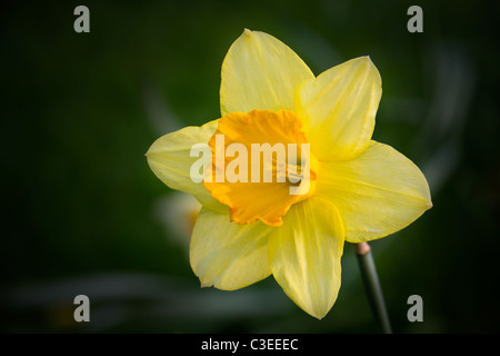 Una chiusura di un bel giallo daffodil mostra che l'inverno è passato Foto Stock