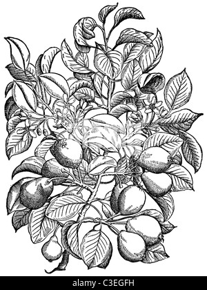 La texture di pera lascia sulla base di erbe medievale. Foto Stock