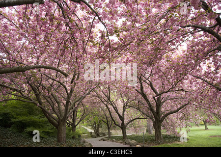 Gli alberi di ciliegio in piena fioritura al Brooklyn Botanic Garden a Brooklyn, New York Foto Stock