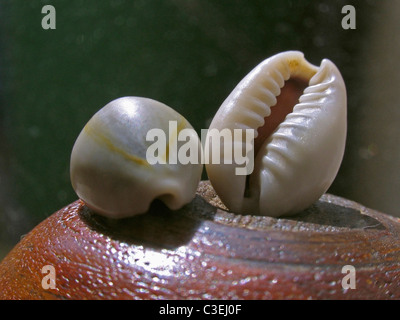 Conch gusci su un piccolo tavolo Foto Stock