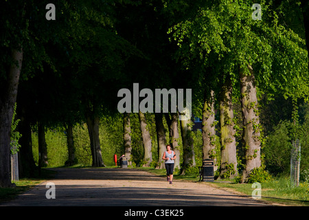 Signora jogging attraverso il viale di alberi in cava, lo splendido parco pubblico vicino al centro di Shrewsbury in Shropshire. Foto Stock